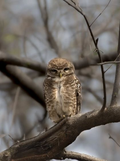A sleepy-looking Spotted Owlet on a branch.