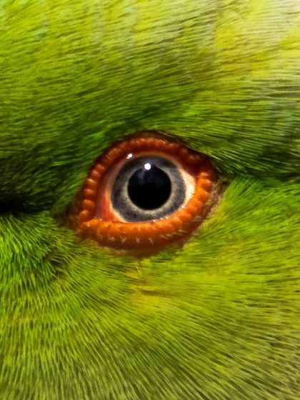 An extreme close-up of a Rose Ringed Parakeet's eye. This macro shot reveals the incredible detail and texture of the feathers and the ring of orange skin around the eye itself.
