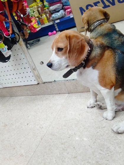 A quiet moment in the shop with a Beagle and his reflection. Sometimes they just like to sit and take it all in.