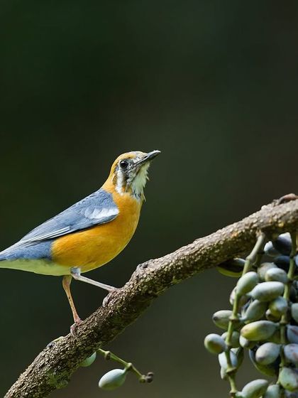 An Orange-headed Thrush perched near a cluster of berries.