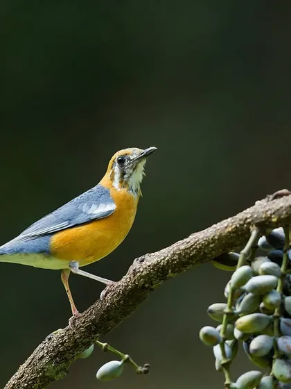 An Orange-headed Thrush looks up from a cluster of berries, providing a dynamic and engaging portrait.