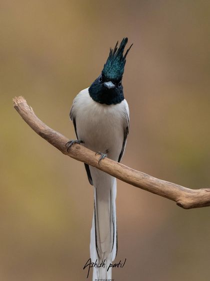 A front-facing portrait of the male Asian Paradise Flycatcher, showing off its magnificent crest.