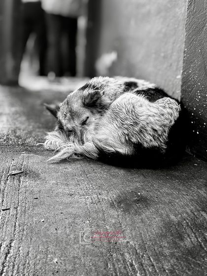 A sleeping street dog curled up on the pavement. This black and white shot brings a sense of quiet dignity and peace to a simple, everyday scene.
