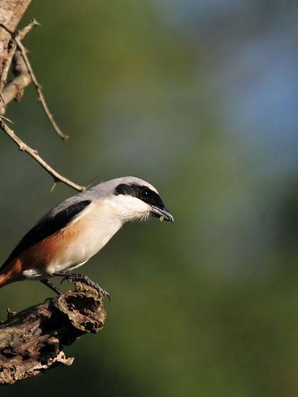 Discovery Village Resorts - Corporate & Group Outings Relaxed Pursuits & Nature Connection photo 18