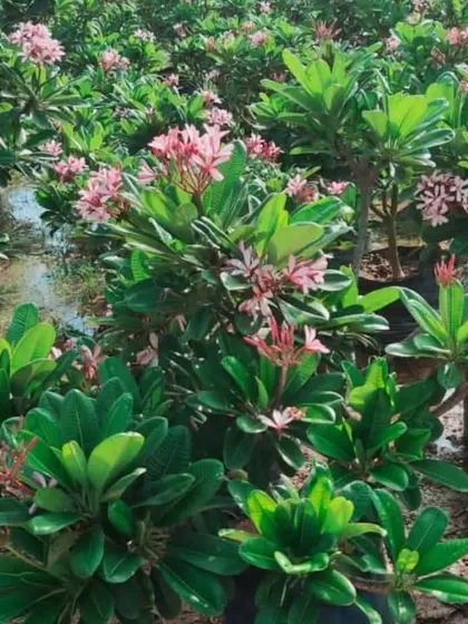A nursery full of pink Plumeria (Champa) plants. They thrive in the sun and are perfect for adding a tropical touch to your garden.