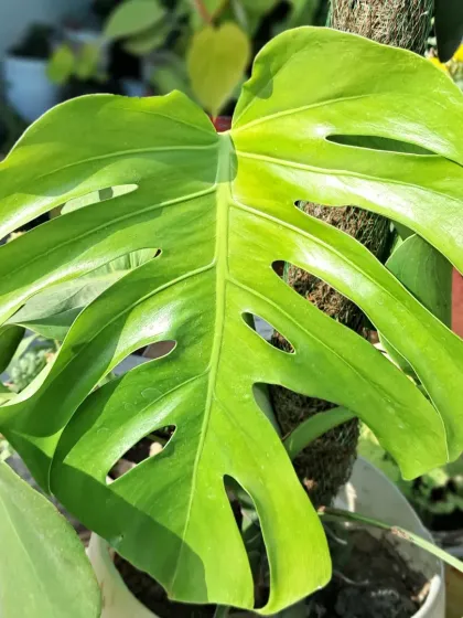 An identical shot showing the glossy texture of the Monstera leaf in the sun.