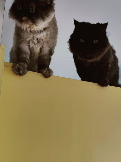 Sammy's Nest - Home Boarding for Small Pets Happy Cats: Our Boarding Guests photo 30