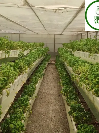 We also set up hydroponic systems for herbal farming, such as this large-scale basil cultivation.