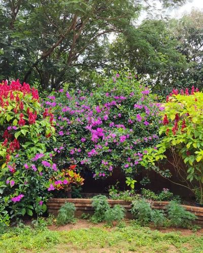 Hibiscus Cottage Stay