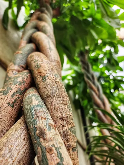 Everyone's favorite, the braided Pachira, is back in stock! This close-up shot highlights the beautiful, intricate texture of its woven trunk. These are selling super fast, so grab yours now.
