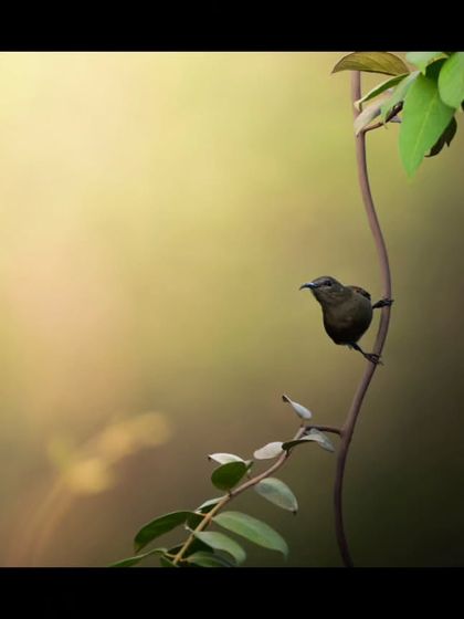 A female Vigor's Sunbird perches on a slender vine, the soft, creamy bokeh of the background making this tiny bird the absolute star of the show.