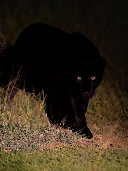 A direct, powerful gaze from the black panther during a night safari. These encounters are what make my Laikipia expeditions so thrilling.