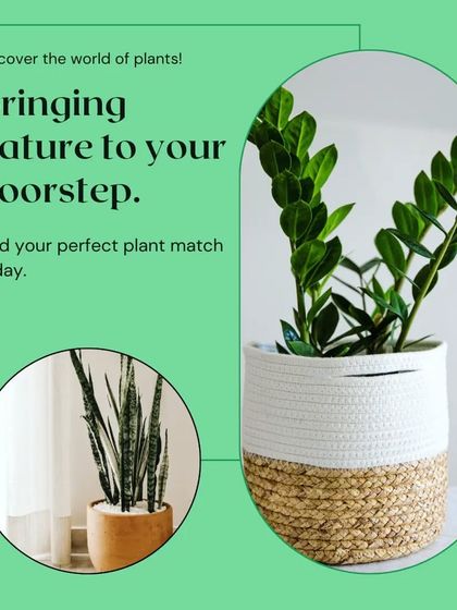 Finding your perfect plant match is what we're all about. Here you can see our popular ZZ Plant and Snake Plant, two incredibly hardy options that bring nature right to your doorstep with minimal fuss.