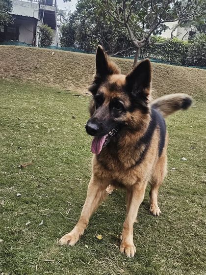 A handsome German Shepherd, alert and ready to play.