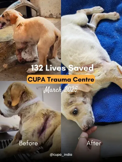 Cupa - Emergency Animal Rescue & Treatment Our Impact in Numbers photo 8