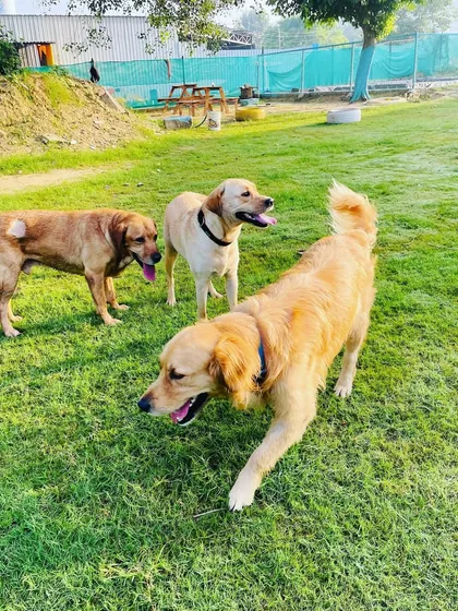 Three happy boys enjoying a sunny day in our outdoor play area. Socialization is key, and we provide the perfect setting for dogs to make new friends and learn valuable social cues.