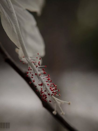 Zahid Moledina - Photography The World Up Close: Nature & Macro photo 16