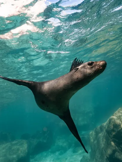 A playful sea lion glides through the water. I used my Leica Q3 in a Sub13 underwater housing to get this quick, candid shot of marine life in action.