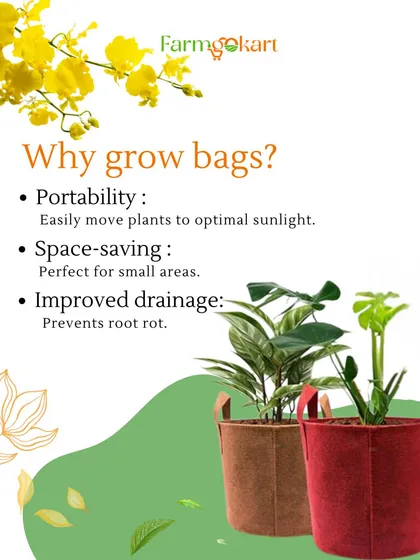 Wondering why grow bags are so popular? Their portability, space-saving design, and improved drainage are just a few reasons. They are a perfect solution for urban gardeners who need flexibility and want to prevent root rot.
