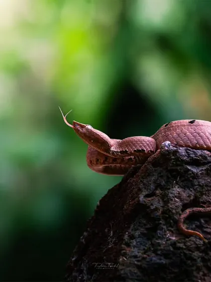 A Hump-nosed Pit Viper coiled on a rock, its tongue flickering out to sense the environment. This image captures the quiet intensity of a predator at rest.