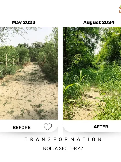 This path at Noida Sector 47, once barren, is now teeming with life. The overgrown grasses and plants are intentional; we let nature take its course to create a truly wild and self-sustaining ecosystem.