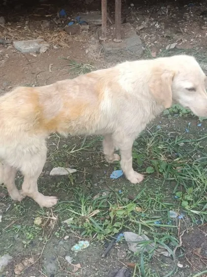 This gentle girl, a 6 month old Lab and Golden cross, is looking for a safe place to call home. She is available for adoption in Bangalore.