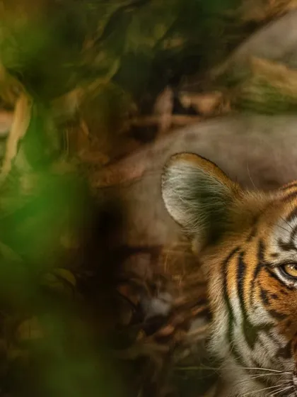 Half-hidden in the shadows, the eye of tigress Pedwali from Jim Corbett National Park is all that's needed to feel her presence. This composition speaks to the mysterious and elusive nature of these big cats.