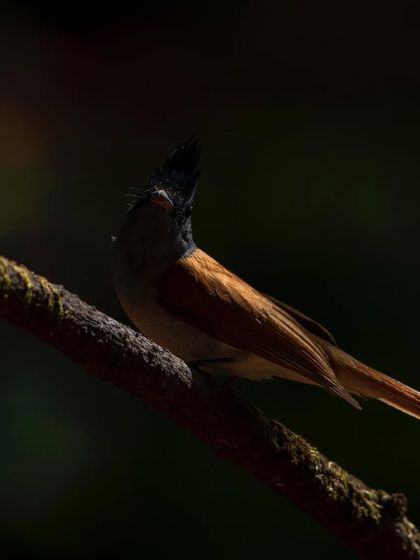 An experimental shot of an Indian Paradise Flycatcher, using shadows and light to create a moody and dramatic portrait.