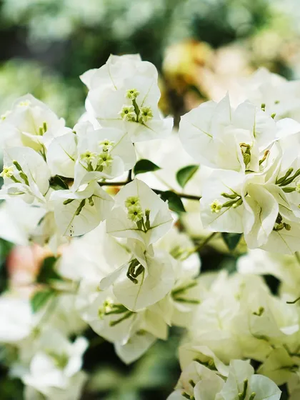 Did you know the colorful parts of a Bougainvillea are not flowers? They are modified leaves called bracts. The true flowers are the tiny white blossoms in the center.