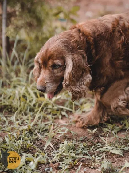 Roxie the Cocker Spaniel sniffing around the grass. I provide a stimulating environment with plenty of new sights and smells for dogs to explore.