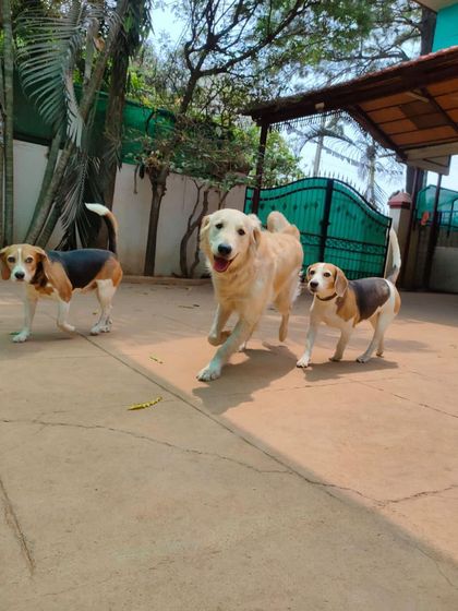 Stay - Dog Daycare A Day at Stay: Play & Socializing photo 22