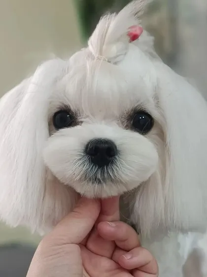 A close up look at the detailed finish we provide. This Maltese is showing off a perfectly rounded teddy bear cut, clean eyes, and a neat top knot. We take pride in these finishing touches that highlight your pet's best features.