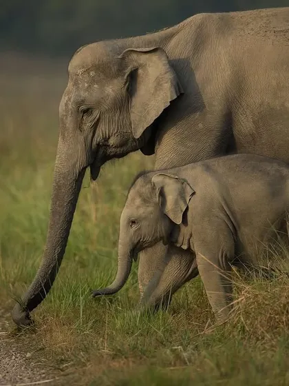 A gentle giant and its family move through the grasslands of Corbett National Park. This image captures the strong social bonds and quiet majesty of the Asiatic elephant herd.