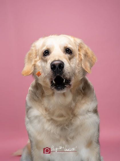 Pragalbh - Fine Art Pet Photography Studio Paw-traits photo 17