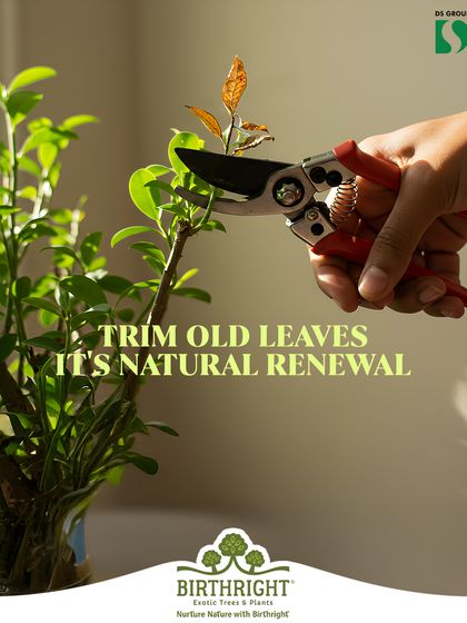 Summer care tip: Trimming old or sunburnt leaves is a form of natural renewal. This encourages the plant to direct its energy towards new, healthy growth.
