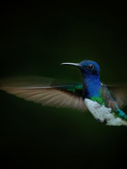 The blur of a hummingbird's wings against a dark background. This artistic shot highlights the incredible speed of these tiny birds, a key theme of my hummingbird workshops.