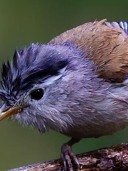 Another close-up of a wet Blue-winged Minla, this time looking down. The shot provides a clear view of its striped crown and the soft brown feathers on its back.