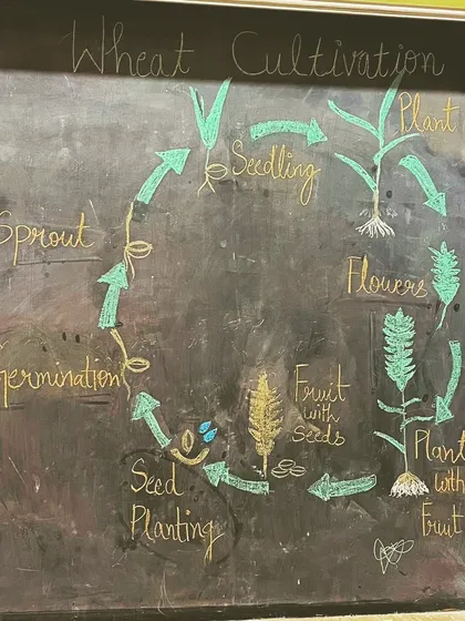 We believe in teaching children where their food comes from. This chalkboard diagram explains the life cycle of a wheat plant, from seed to harvest.
