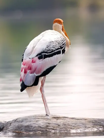 A Painted Stork in a classic one-legged resting pose, its reflection shimmering in the water.