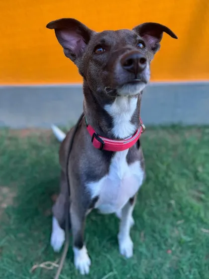 Piku on her first day. She was nervous and highly reactive, choosing flight when scared. We created a plan to help her cope.