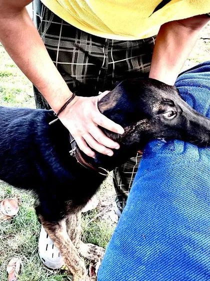 Another angle of Aslan's bite work. His focus and the quality of his grip demonstrate the strong genetic foundation inherited from his champion parents. This is what ethical, goal-oriented breeding produces.