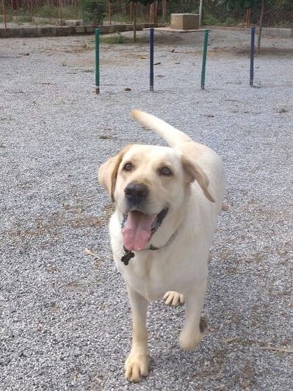 Petboro - Dog Boarding & Daycare Off-Leash Freedom & Fun photo 17