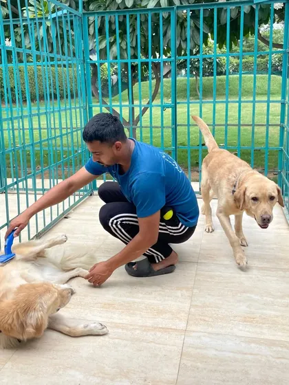 Your pet's comfort and hygiene are my top priorities. Here you can see one of our team members giving a relaxing brush down inside a spacious and clean enclosure. We provide personal grooming and pampering to make sure every guest feels their best.