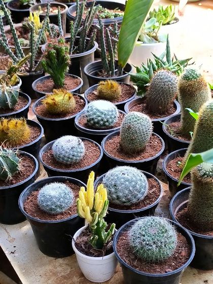 Succulents & Cacti photo 7
