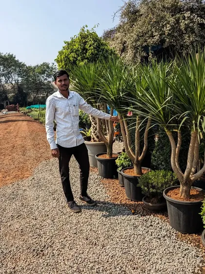 Here I am at a nursery next to some mature Dracaena plants. Sourcing well-established plants like these allows us to provide instant impact for our clients' gardens.