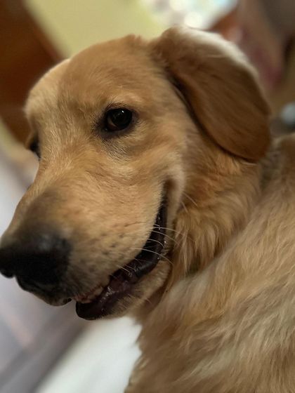 PL Paws - Dog Adoption Services Happy Tails: Our Adoptees in Their Forever Homes photo 45