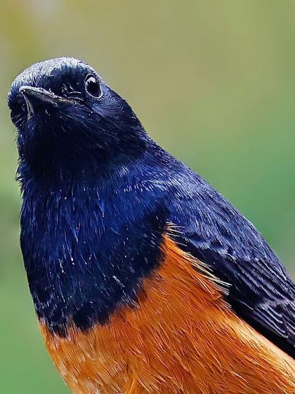 A portrait of a Black Redstart looking up. The deep, iridescent blue of its head and back contrasts beautifully with its rich, orange-rufous belly.