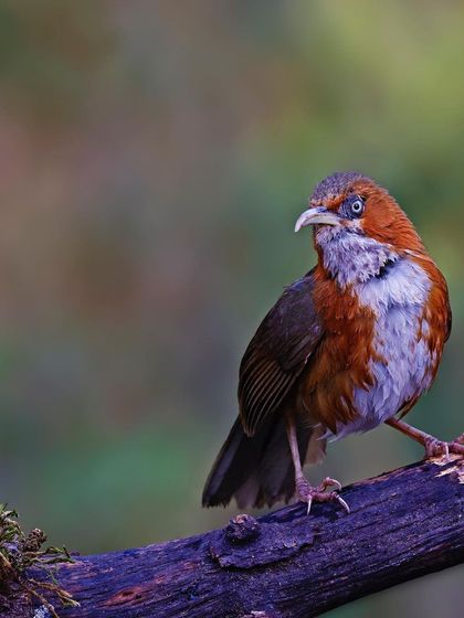 A Rusty-cheeked Scimitar Babbler perches on a purple-tinged log. The unusual colors in the environment make for a unique and memorable wildlife photograph.