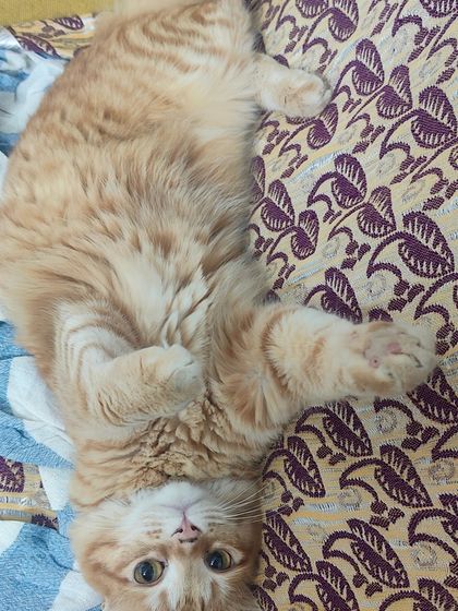 Sammy's Nest - Home Boarding for Small Pets Happy Cats: Our Boarding Guests photo 11