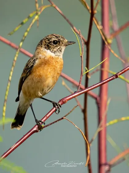 A Siberian Stonechat perched on a red-stemmed plant. The colour of the stem adds a nice graphic element to the composition.